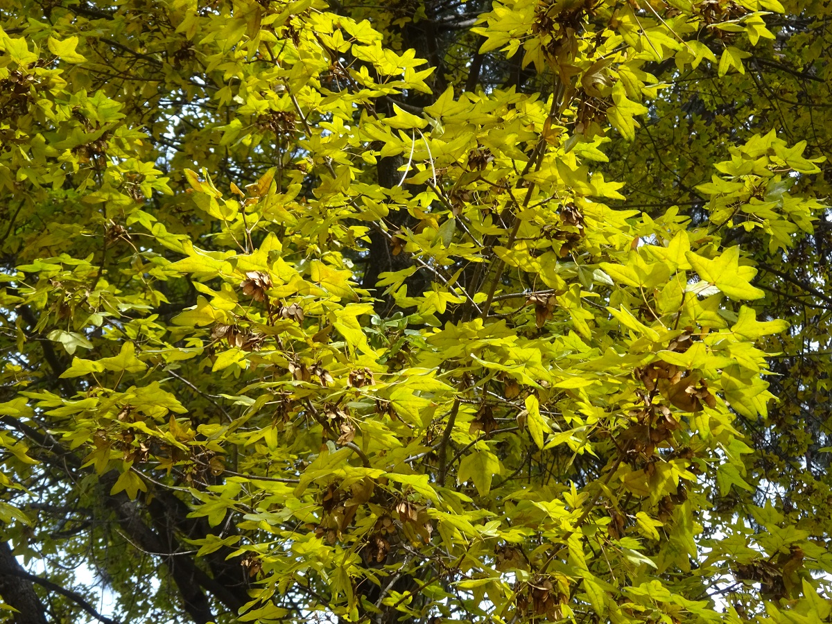 Acer monspessulanum (Sapindaceae)